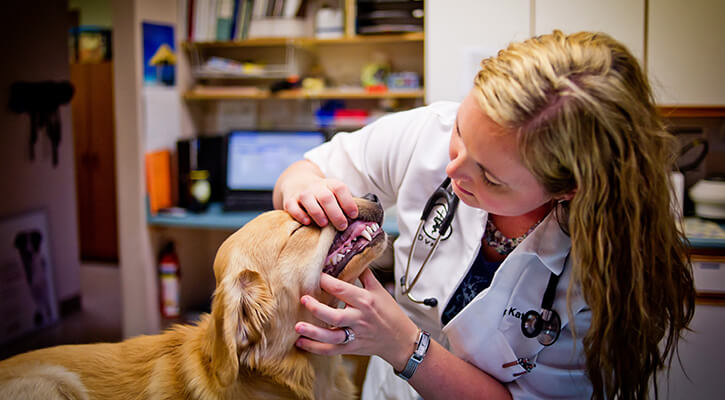 Veterinary dental best sale services near me