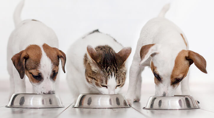 Pet Nutrition