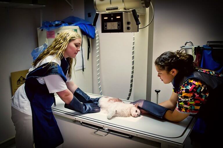 Veterinary Radiology Department 49017 Pennfield Animal Hospital